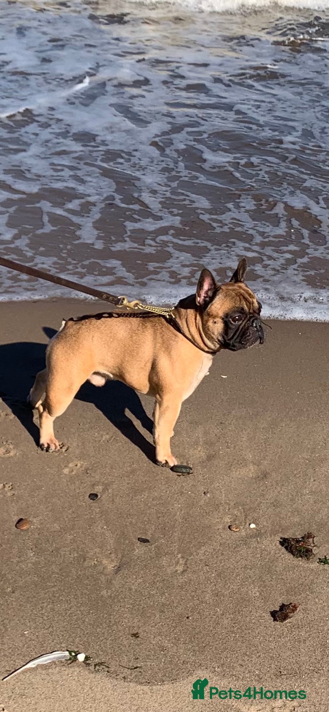 French Bulldog dogs for stud: Mani standard red silver fbce RFG 1  in Edinburgh - Image 2