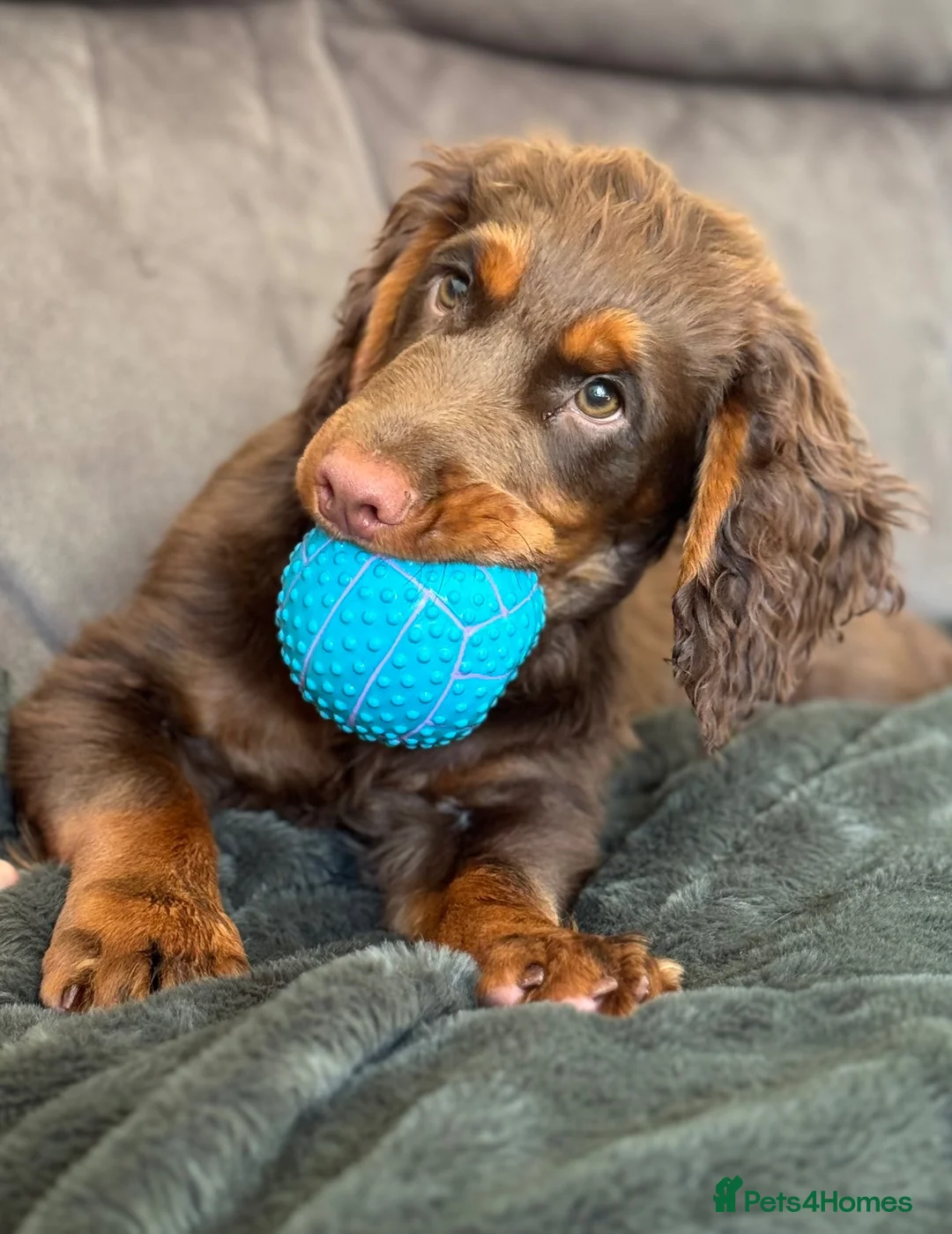 Cocker Spaniel dogs for sale: KC Working cocker spaniel male  - Advert 3