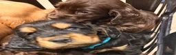 Cocker Spaniel dogs for sale: KC show cocker spaniel puppies Simbawood sire  - Advert 15