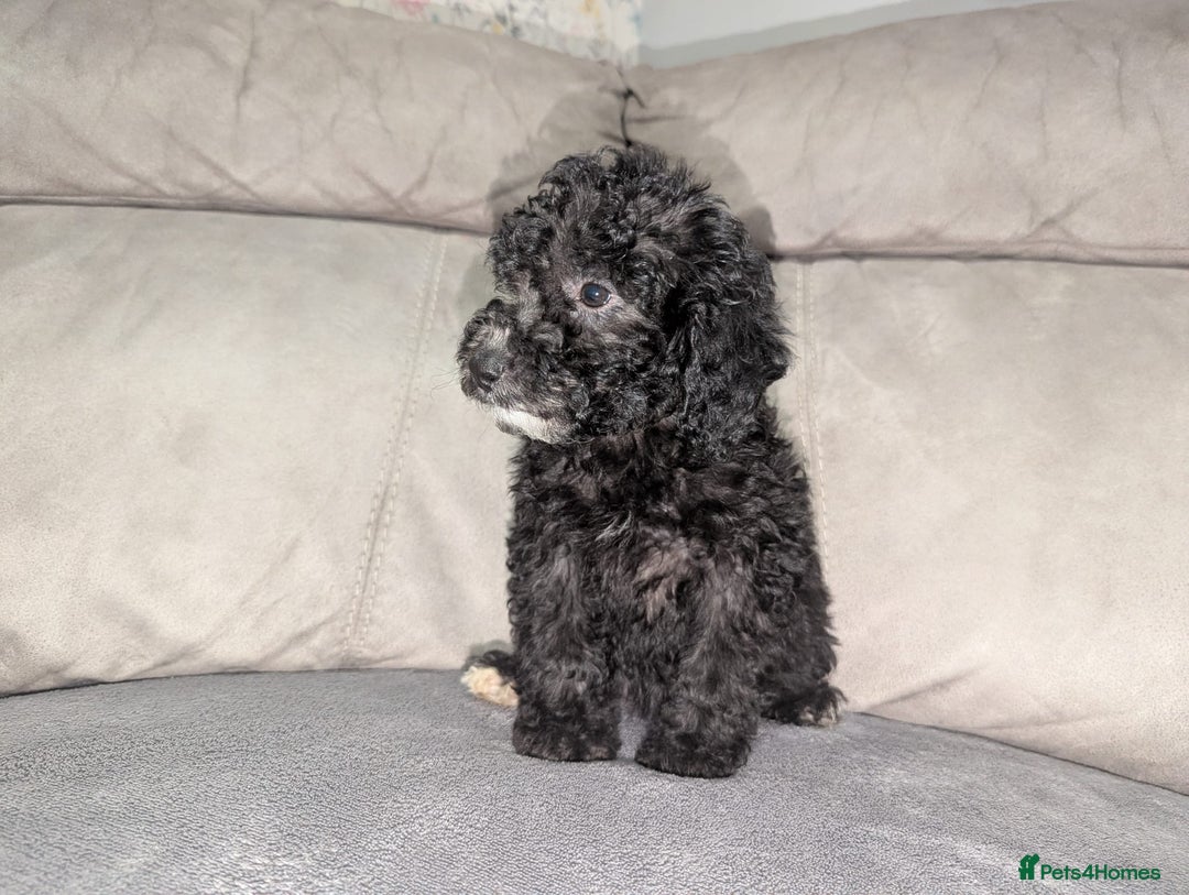 Cockapoo dogs for sale: 🐶 3 Left- Ready to Leave 🐶 - Advert 21