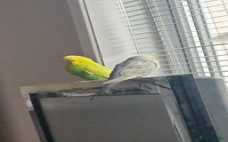 Budgerigars birds for sale: Budgie pair for sale - Image 3