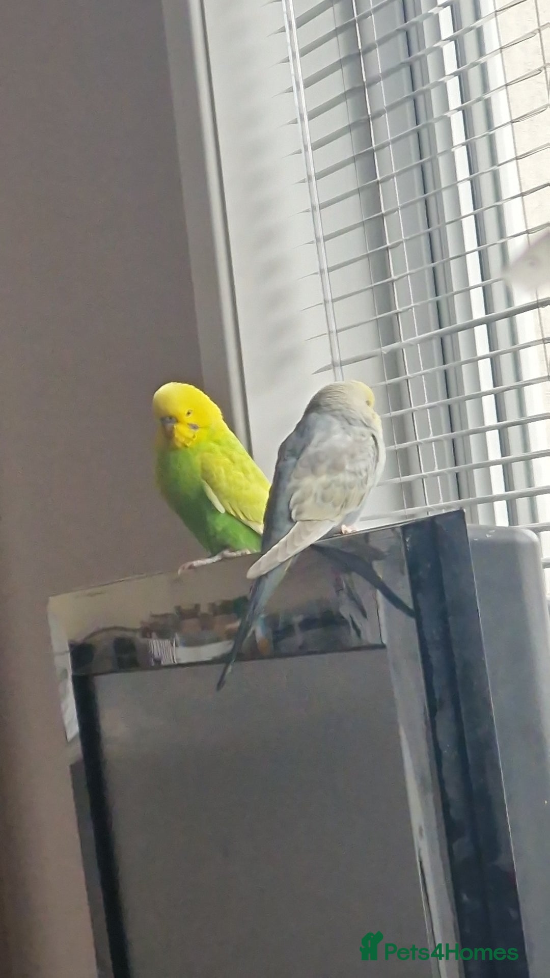 Budgerigars birds for sale: Budgie pair for sale - Image 3