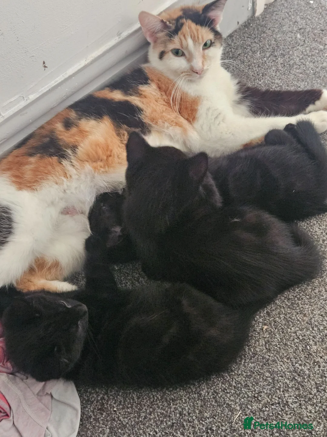 Mixed Breed cats for sale: 11 week old black tabby kittens - Advert 1