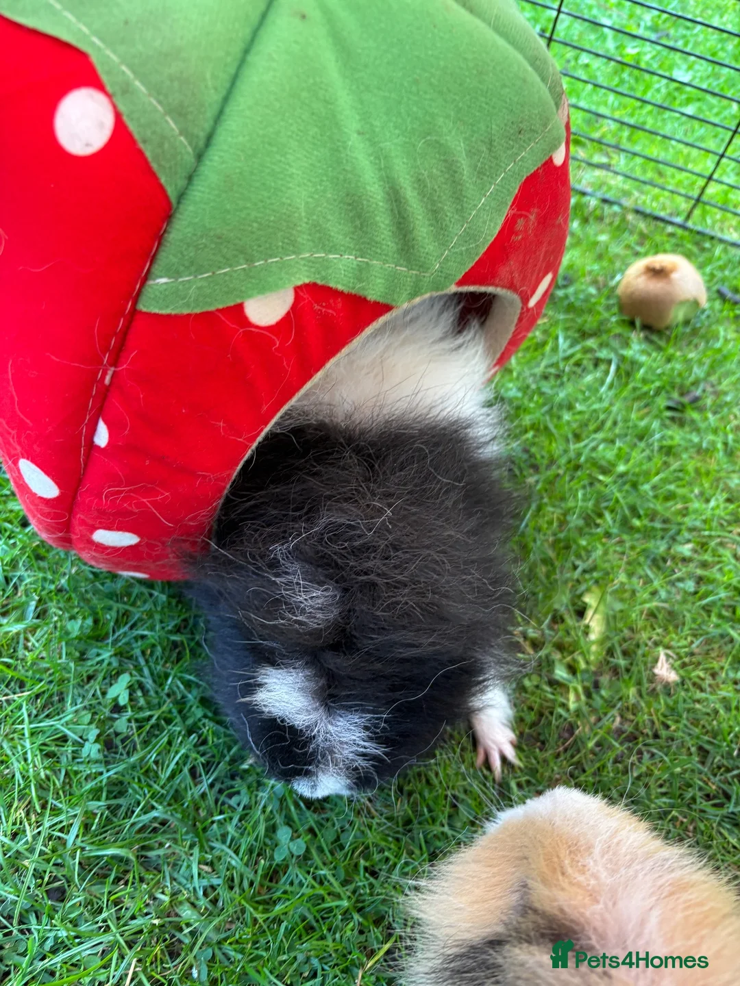 Guinea Pig rodents for sale: Swedish teddy Guinea Pig brothers in Newcastle upon Tyne - Advert 2