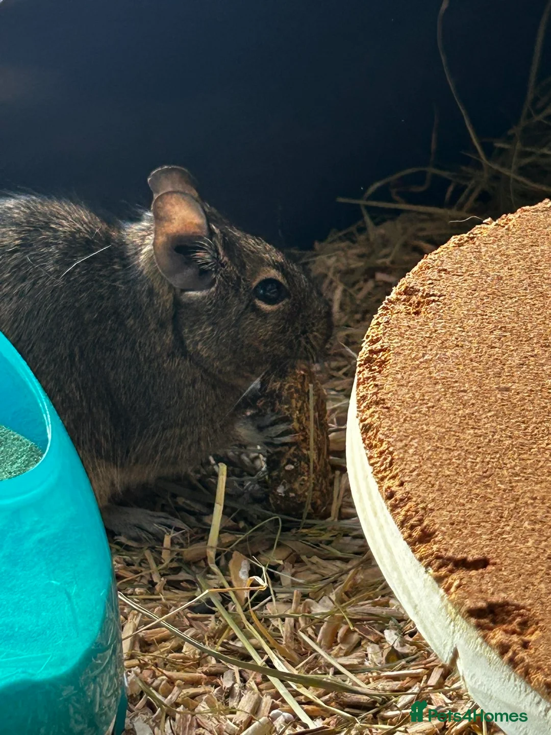 Mixed Breed rodents for sale: Brown degu in Baldock - Advert 1