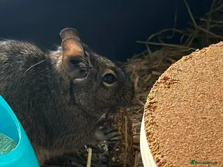 Mixed Breed rodents Brown degu - Advert 8