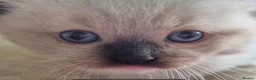 Ragdoll cats for sale: Chunky TICA reg Ragdoll - Advert 3