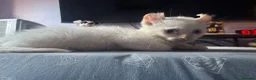 Mixed Breed cats for sale: Beautiful boy - Advert 14