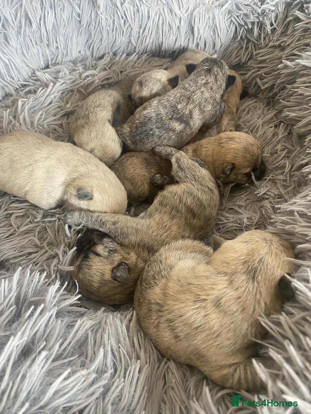 Cairn Terrier dogs for sale: KC reg Cairn Terrier puppies - Image 11