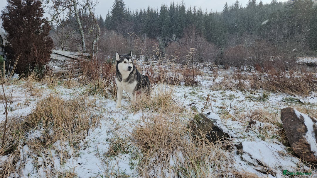 Alaskan Malamute dogs for sale: Litter B  - Advert 16