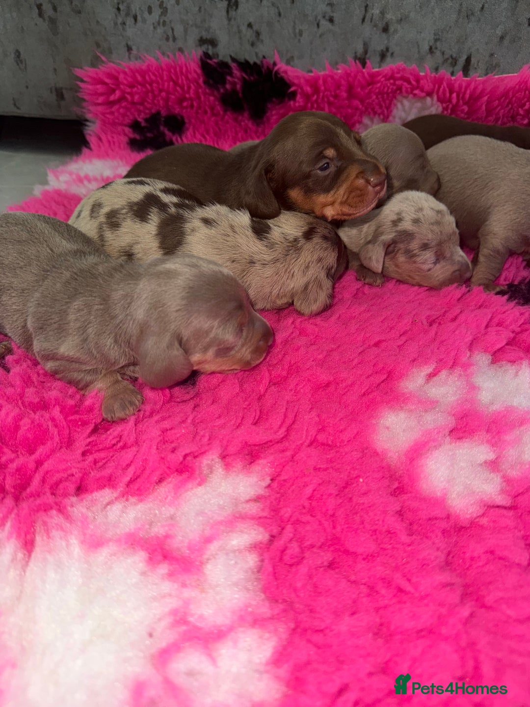 Miniature Dachshund dogs for sale: Outstanding True To Type Miniature Dachshunds - Advert 5
