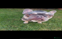French Bulldog dogs for sale: French bulldog female - Image 3