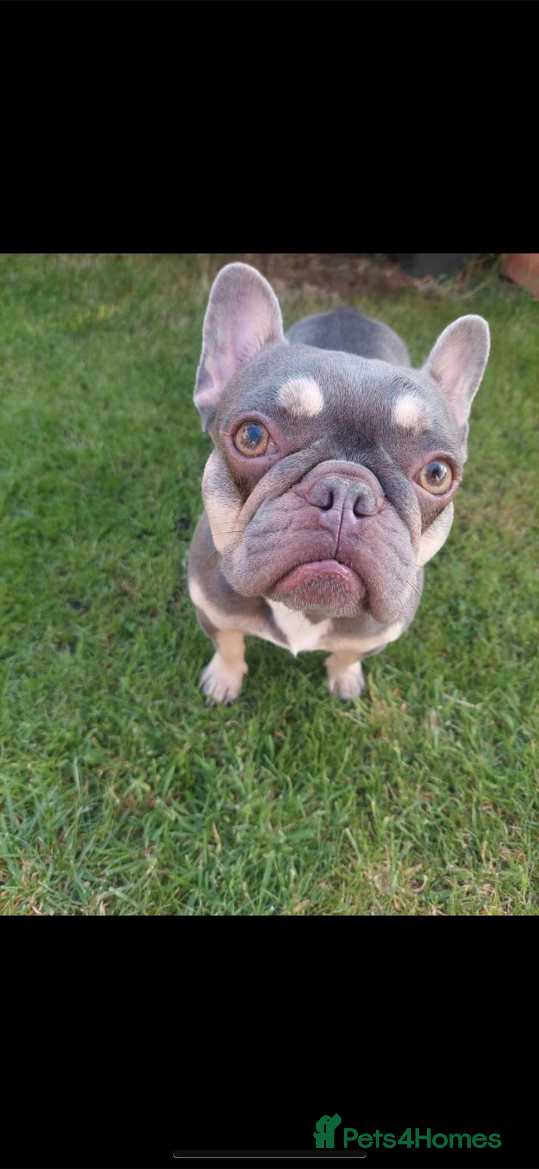 French Bulldog dogs for sale: French bulldog female - Image 3