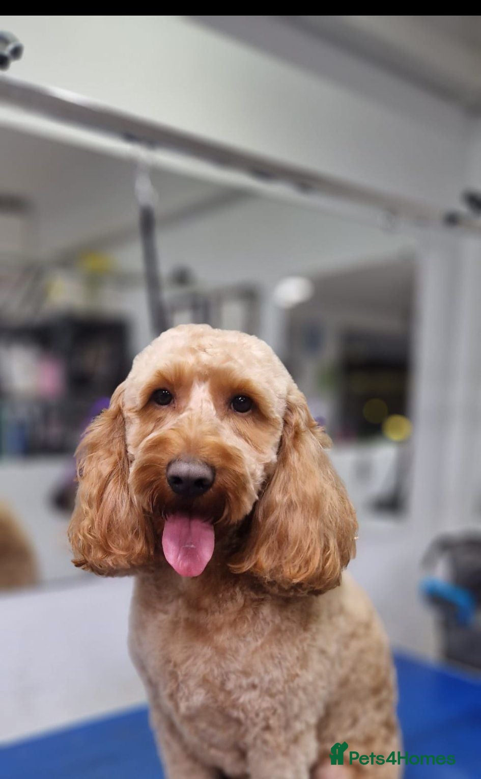 Cockapoo dogs F1 Cockapoo - Advert 1