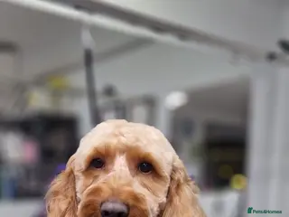 Cockapoo dogs F1 Cockapoo - Advert 1