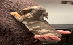 Dachshund dogs for sale: 4 gorgeous puppies for sale - Image 19