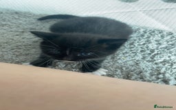 Mixed Breed cats for sale: 3 Male kittens  - Image 14