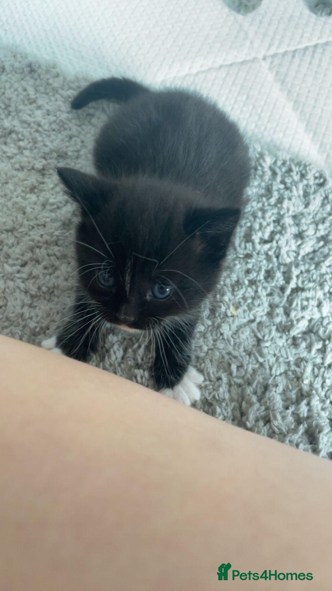 Mixed Breed cats for sale: 3 Male kittens  - Image 14