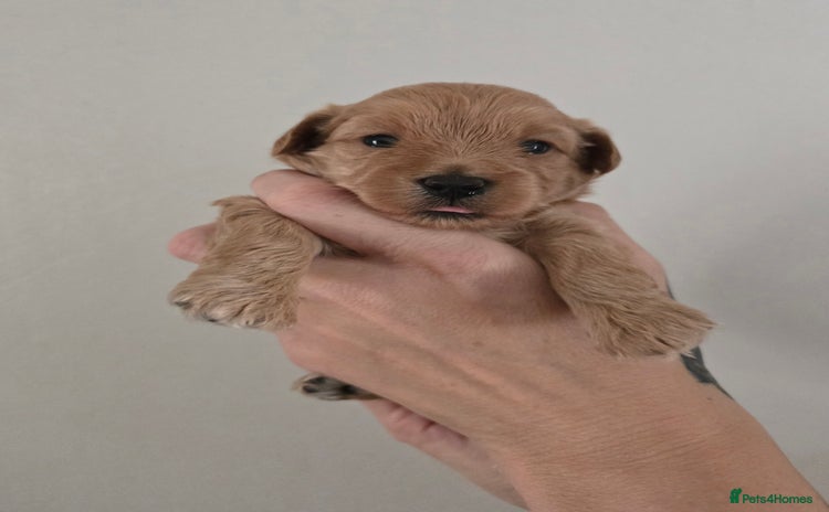 Maltipoo dogs - Advert 5