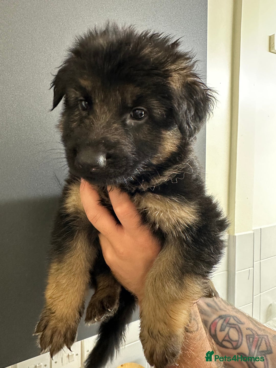 German Shepherd dogs for sale: German shepherd  - Image 23