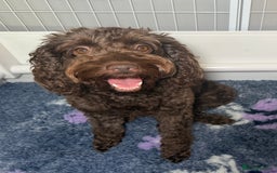 Cockapoo dogs for sale: 🐾 F1B Cockapoo Puppies – DNA Health Tested 🐾 - Image 5