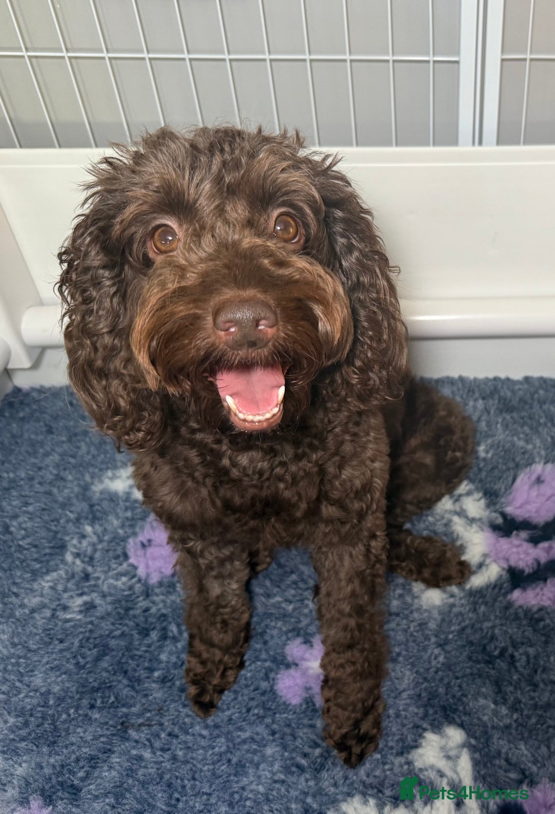 Cockapoo dogs for sale: 🐾 F1B Cockapoo Puppies – DNA Health Tested 🐾 - Image 5