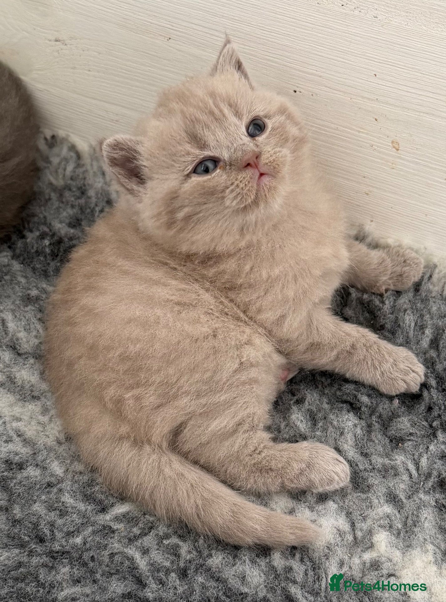 British Shorthair cats 🏆Exceptional GCCF Registered BSH Kittens🏆 - Advert 2