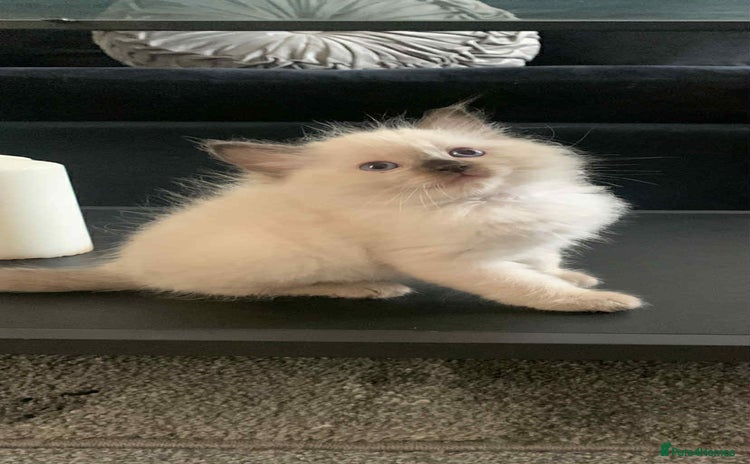 Ragdoll cats - Advert 1