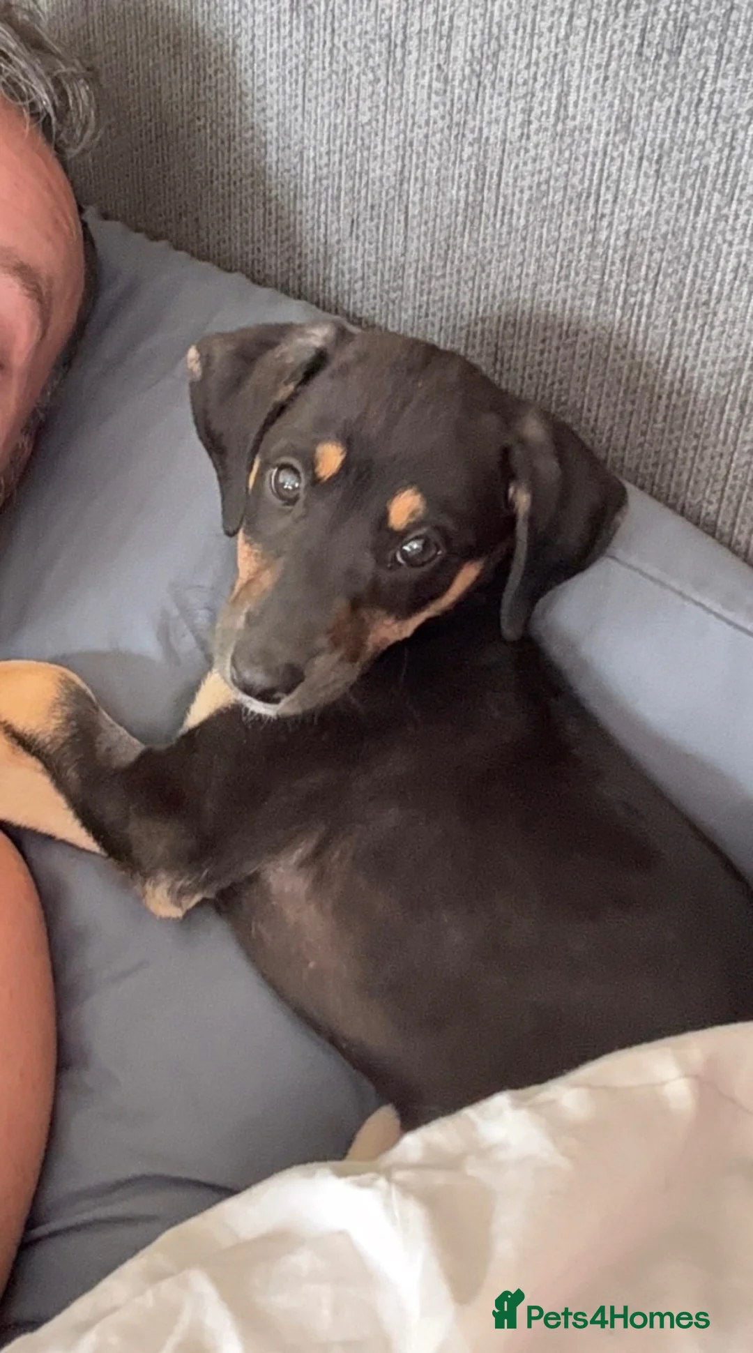 Mixed Breed dogs for sale: Bedlington x whippet ( Black and Tan ) - Advert 5