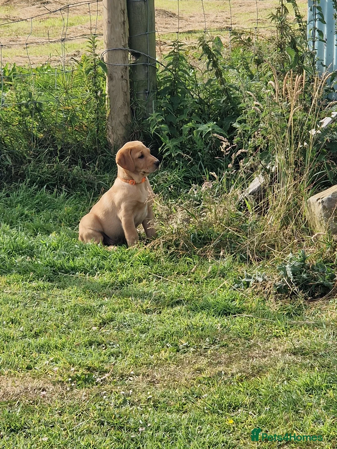 Labrador Retriever dogs for sale: ❤️ Beautiful Fox Red Labrador Puppy  ❤️ - Advert 3