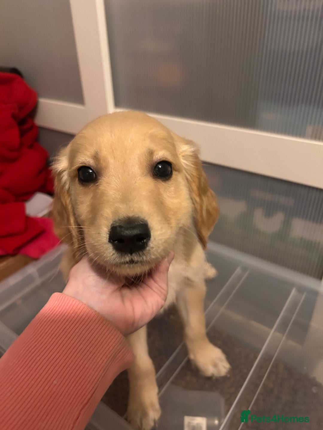 Golden Retriever dogs for sale: 🌟 2 Boys Available Now 🌟 - Advert 3