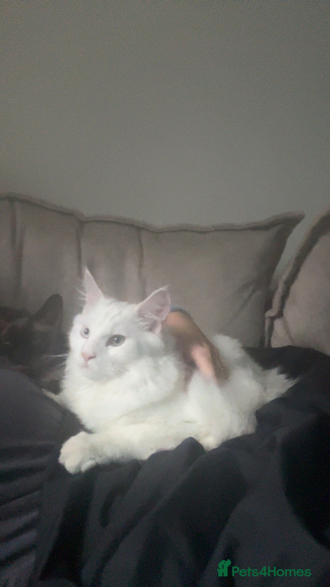 Maine Coon cats Odd eye white male Maine coon  - Advert 1