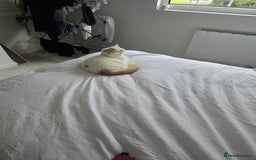 Exotic cats for sale: Stunning Rare Cream Van ESH Male - Image 15