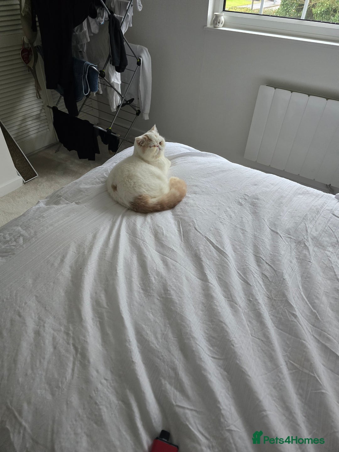 Exotic cats for sale: Stunning Rare Cream Van ESH Male - Image 15