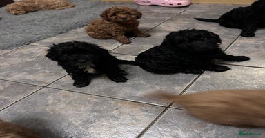 Cockapoo dogs - Advert 7