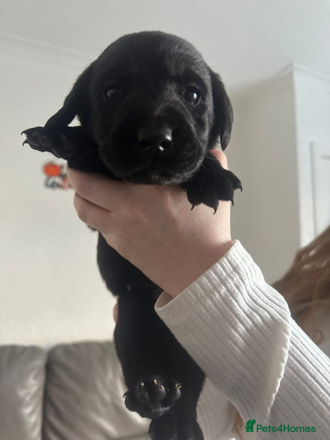 Springador dogs for sale: Labrador puppies - Advert 32