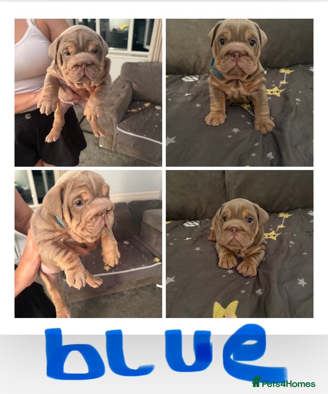 English Bulldog dogs 1 boy & 1 girl left kc registered top pedigree - Advert 2