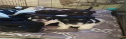 Havanese dogs for sale: 9 Purebred Havanese puppies,7 weeks look.new home - Advert 19