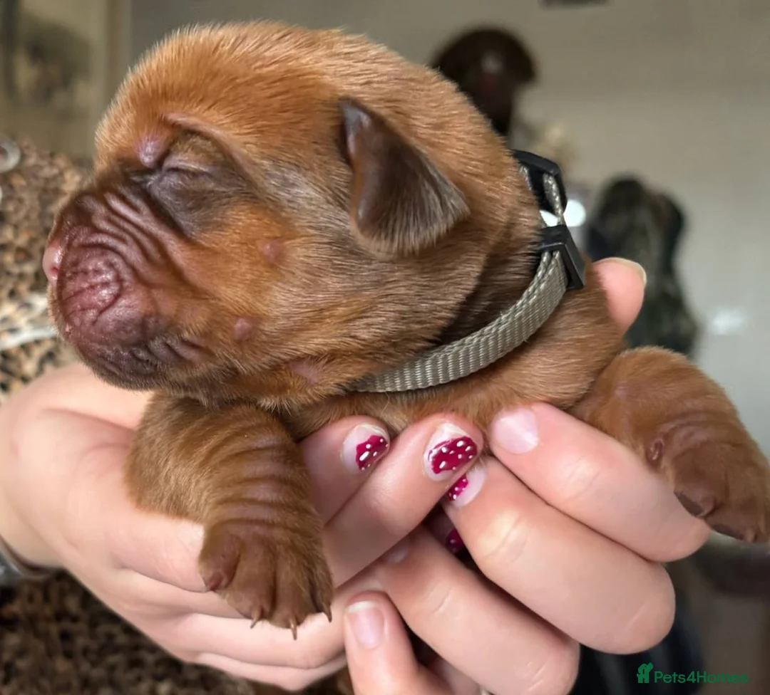 Dogue De Bordeaux dogs for sale: Raised with Care and Devotion – Our Dogue Puppies - Advert 6