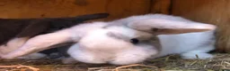 Mini Lop rabbits for sale: Beautiful hand reared bunnys - Advert 2