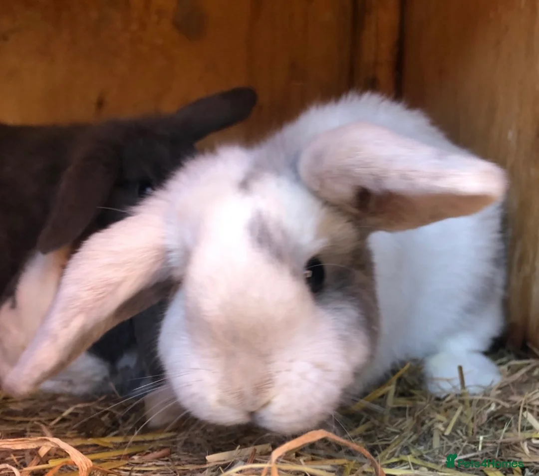 Mini Lop rabbits for sale: Beautiful hand reared bunnys - Advert 2