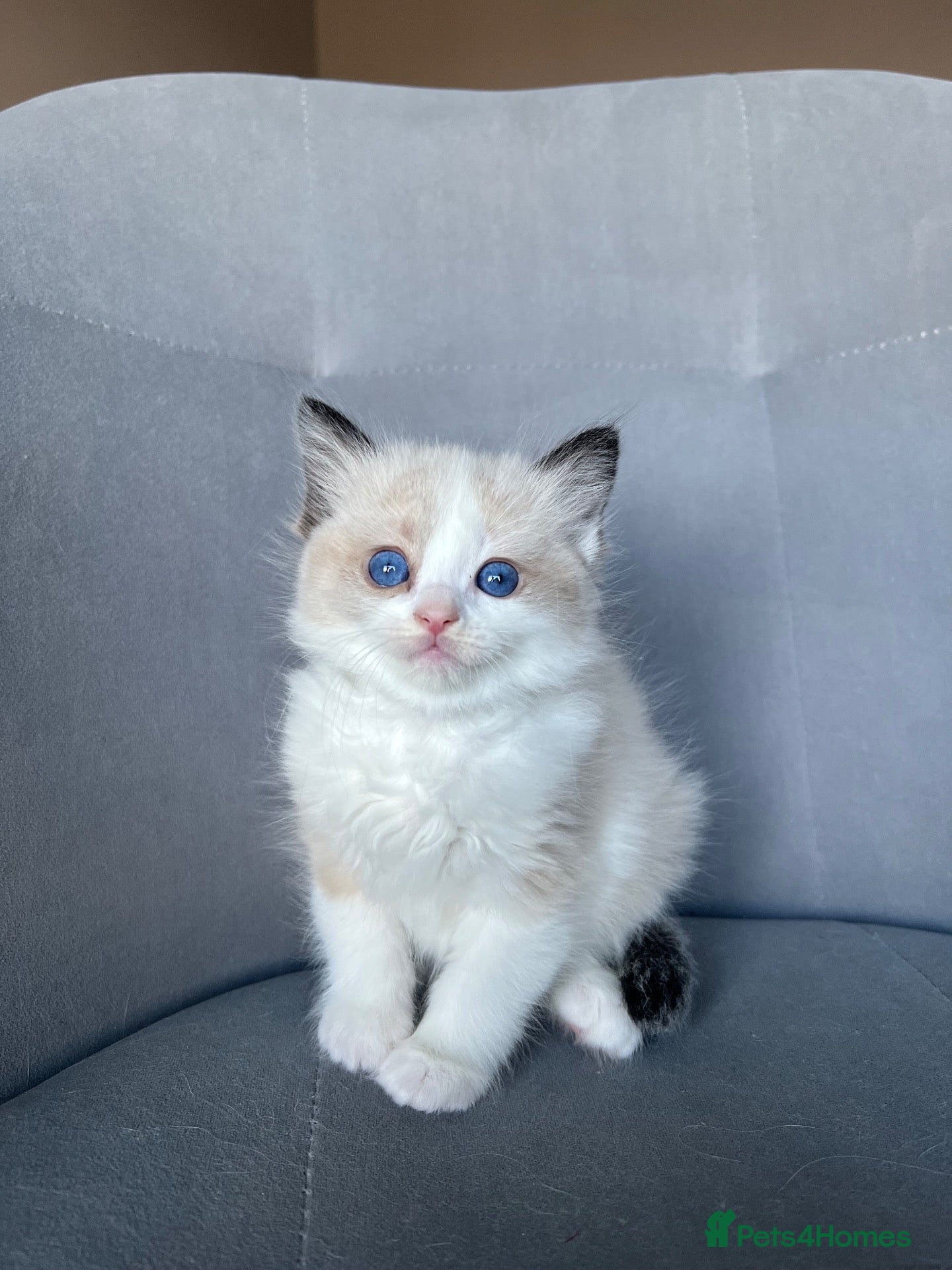 Ragdoll cats Registered Ragdoll Kittens for sale - Advert 2