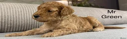Double Doodle dogs for sale: A REALLY EXCITING MIX OF BREEDS. GORGEOUS!!! - Advert 8