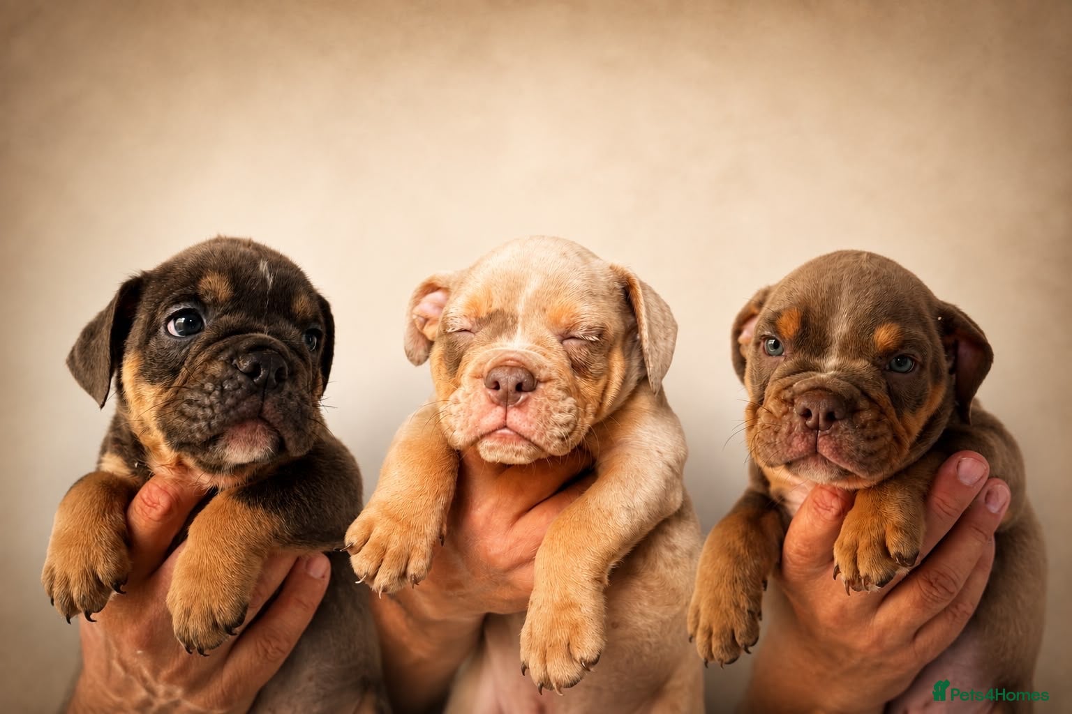 English Bulldog dogs Ready to leave from this coming weekend !!! - Advert 1