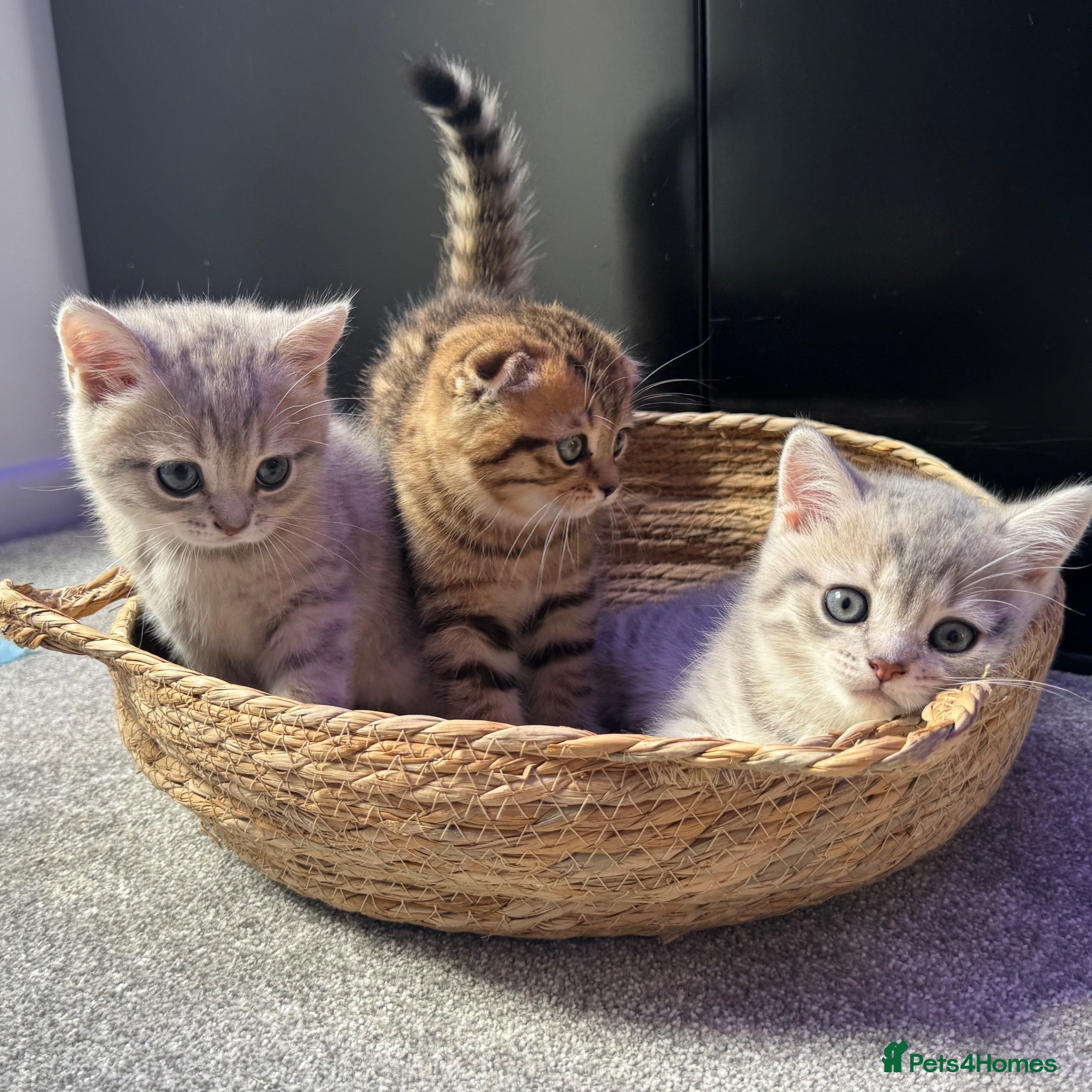 Scottish Fold cats Scottish fold & straight boys - ready 18th august - Advert 5