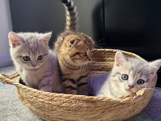 Scottish Fold cats Scottish fold & straight boys - ready 18th august - Advert 5