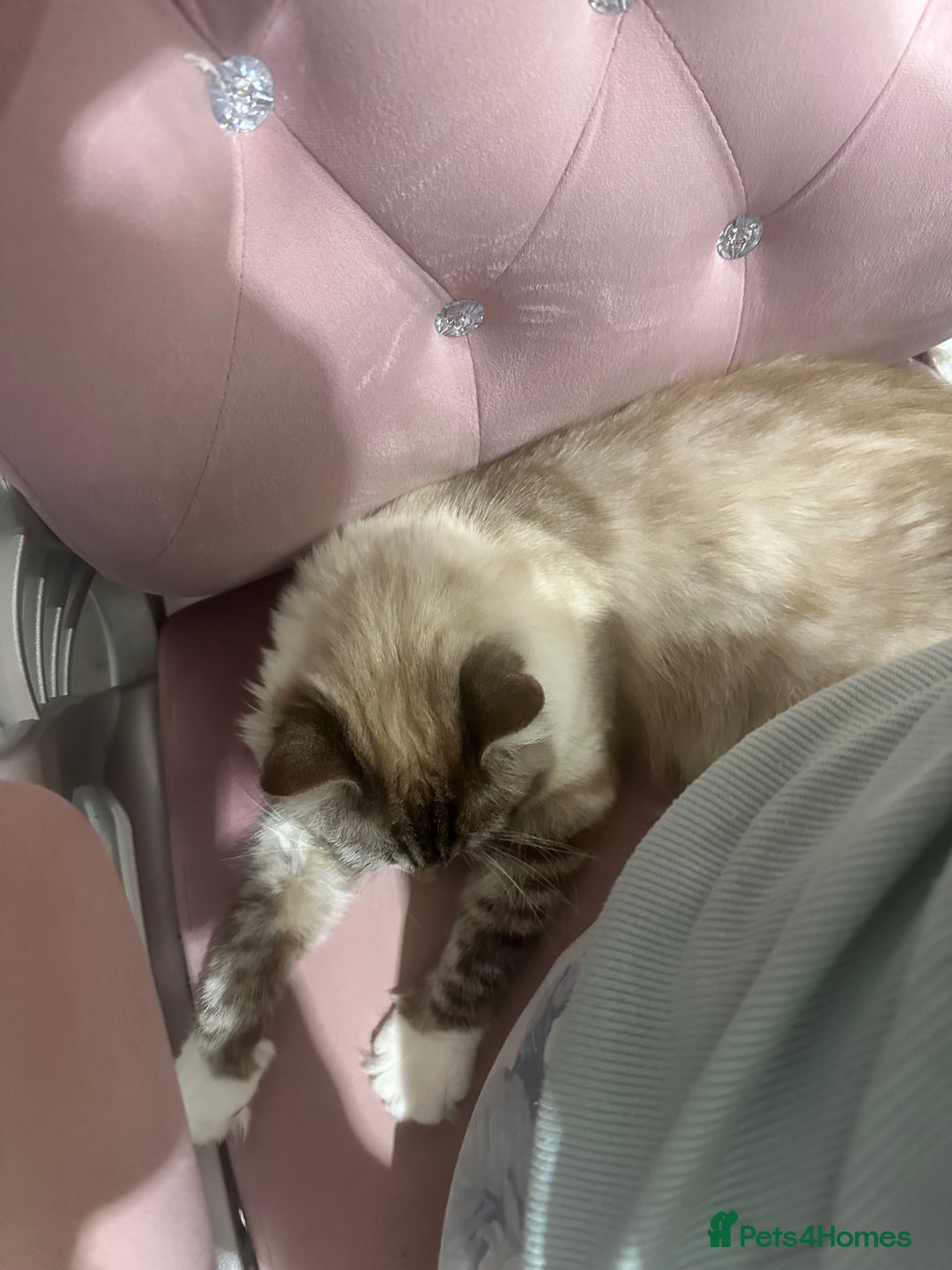 Ragdoll cats for sale: Beautiful female ragdoll baby - Advert 2