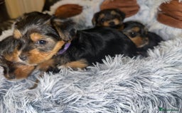 Yorkshire Terrier dogs for sale: 💕🐾Adorable PEDIGREE YORKSHIRE TERRIER Pups🐾💕  - Image 30