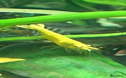 Shrimps fish for sale: freshwater shrimp in assorted colors  - Image 4