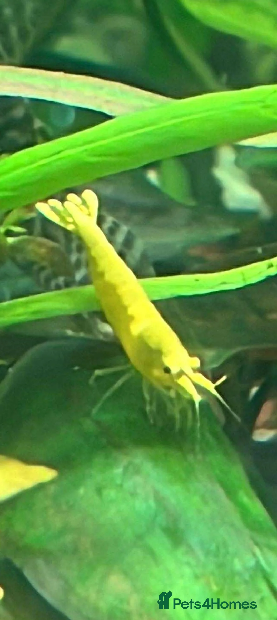 Shrimps fish for sale: freshwater shrimp in assorted colors  - Advert 4